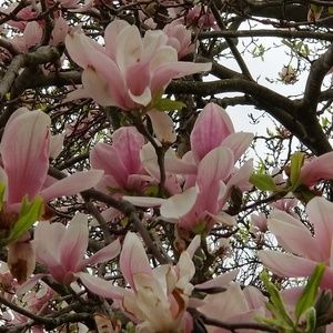 Meet your Posher, Dawn